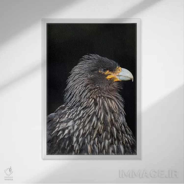 تابلو دکوراتیو protected and highly intelligent bird of prey. Falkland Isl… اثر مارتین زویک - نمای قابدار سفید