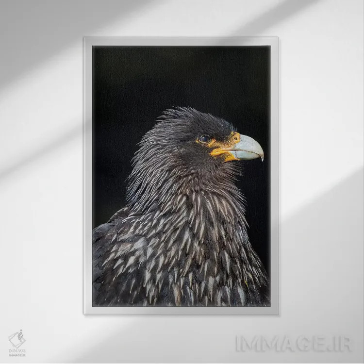 تابلو دکوراتیو protected and highly intelligent bird of prey. Falkland Isl… اثر مارتین زویک - نمای قابدار سفید