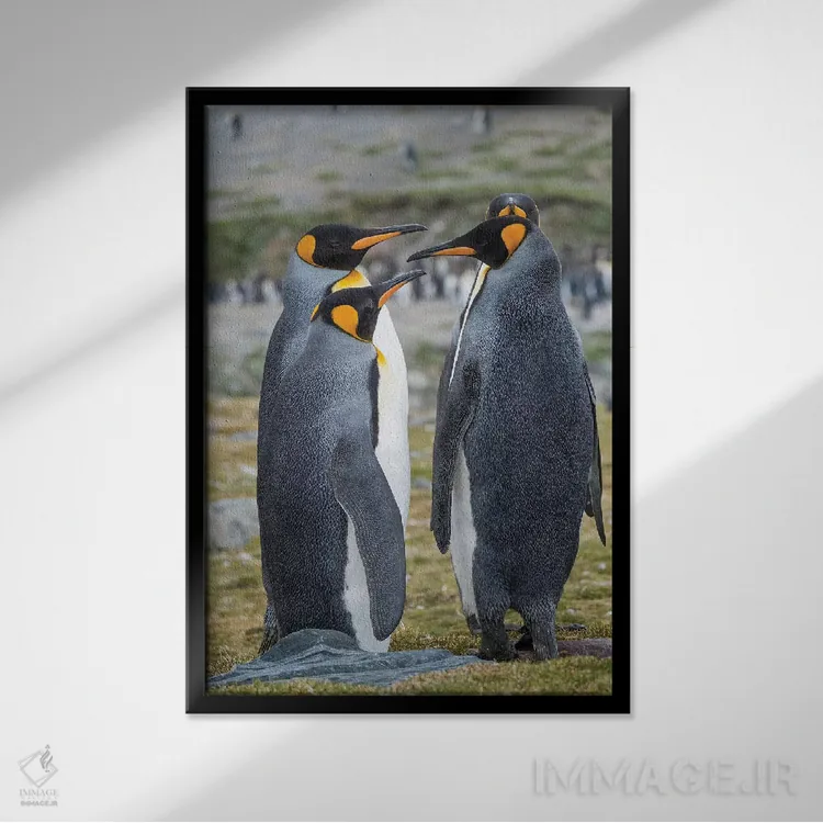 تابلو دکوراتیو کلونی پنگوئن شاهی در خلیج سنت اندروز. رفتار خواستگاری. جزیر… اثر مارتین زویک - نمای قابدار مشکی
