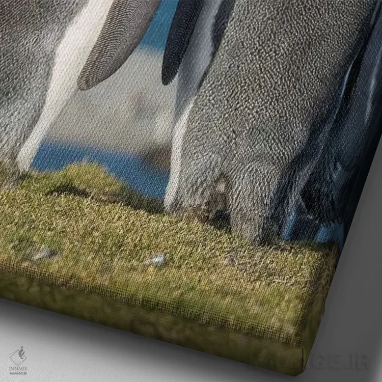 تابلو دکوراتیو کلونی پنگوئن شاهی در خلیج سنت اندروز. رفتار خواستگاری. جزیر… اثر مارتین زویک - نمای نزدیک بافت بوم