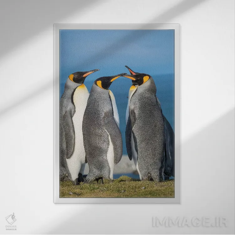 تابلو دکوراتیو کلونی پنگوئن شاهی در خلیج سنت اندروز. رفتار خواستگاری. جزیر… اثر مارتین زویک - نمای قابدار سفید