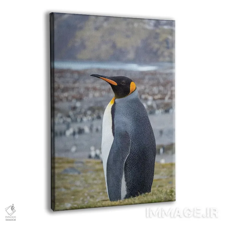 تابلو دکوراتیو کلونی پنگوئن شاهی در خلیج سنت اندروز. جزیره جورجیای جنوبی اثر مارتین زویک - نمای پرسپکتیو محصول