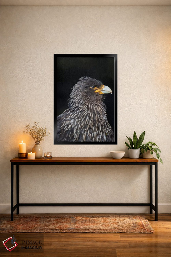 تابلو دکوراتیو protected and highly intelligent bird of prey. Falkland Isl… اثر مارتین زویک - D5B