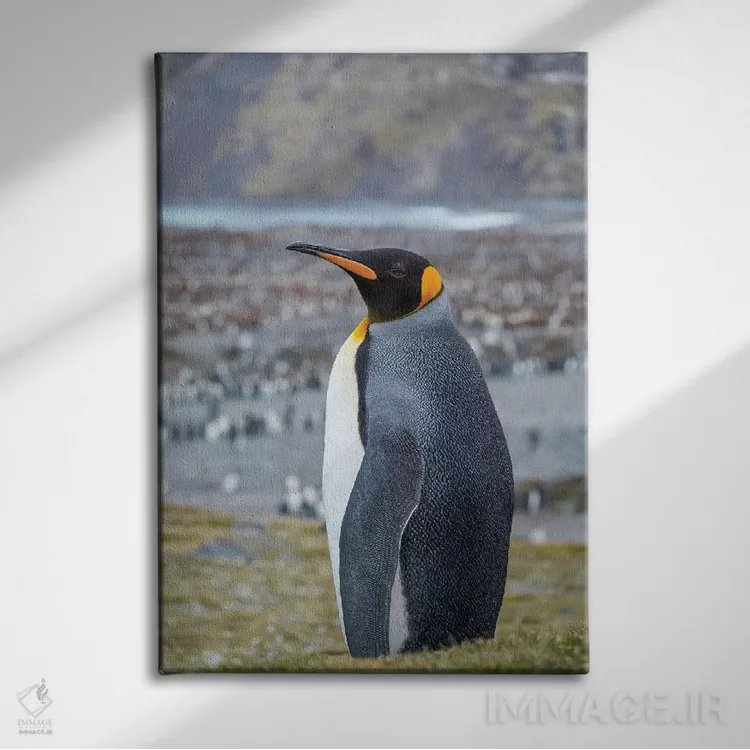 تابلو دکوراتیو کلونی پنگوئن شاهی در خلیج سنت اندروز. جزیره جورجیای جنوبی اثر مارتین زویک - نمای روبهرو روی دیوار