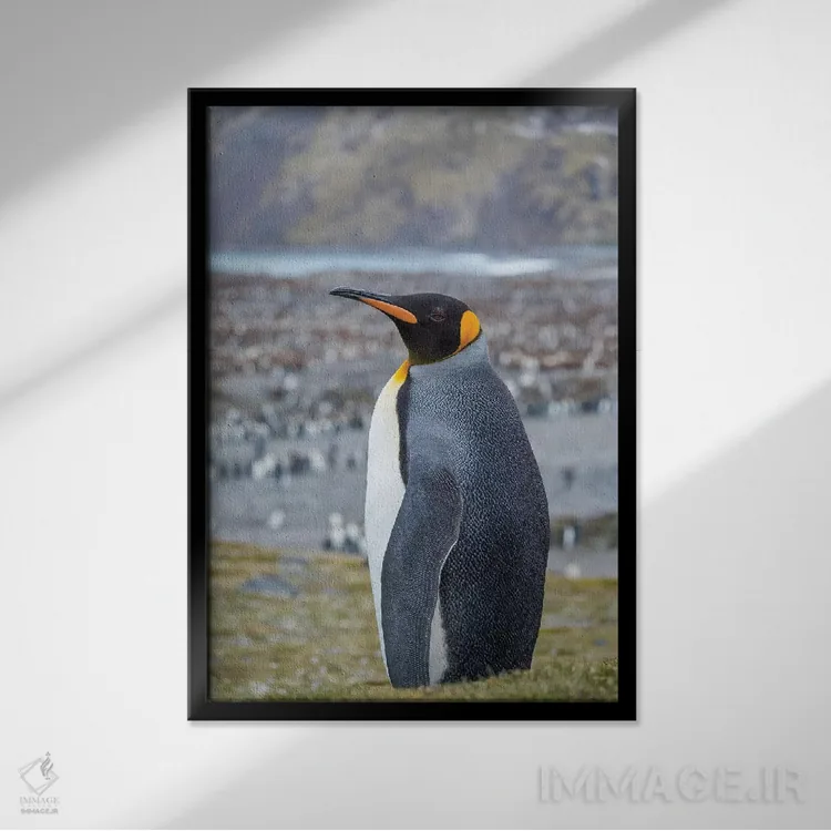 تابلو دکوراتیو کلونی پنگوئن شاهی در خلیج سنت اندروز. جزیره جورجیای جنوبی اثر مارتین زویک - نمای قابدار مشکی