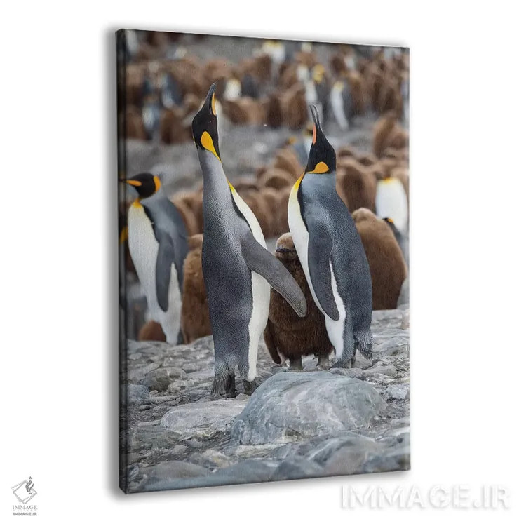 تابلو دکوراتیو کلونی پنگوئن شاهی در خلیج سنت اندروز. رفتار تغذیه. جزیره جو… اثر مارتین زویک - نمای پرسپکتیو محصول