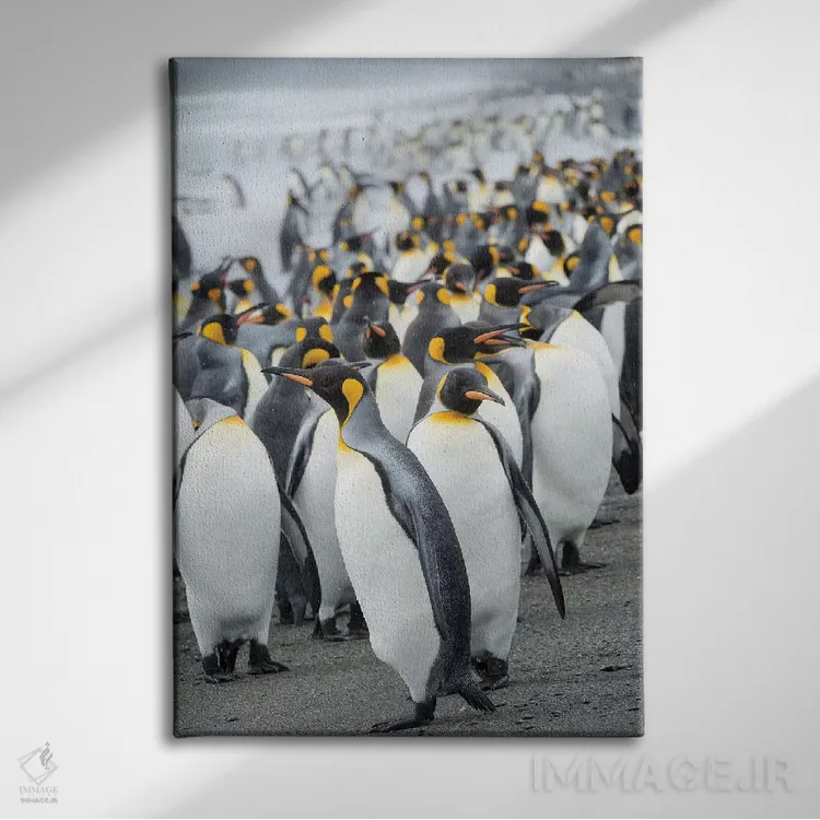 تابلو دکوراتیو کلونی پنگوئن شاهی در دشت سالزبری در خلیج جزایر. جزیره جورجی… اثر مارتین زویک - نمای روبهرو روی دیوار