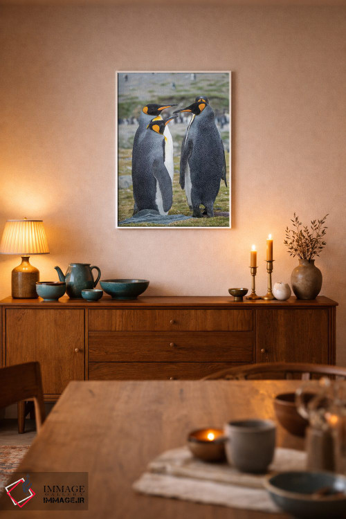 تابلو دکوراتیو کلونی پنگوئن شاهی در خلیج سنت اندروز. رفتار خواستگاری. جزیر… اثر مارتین زویک - D6W