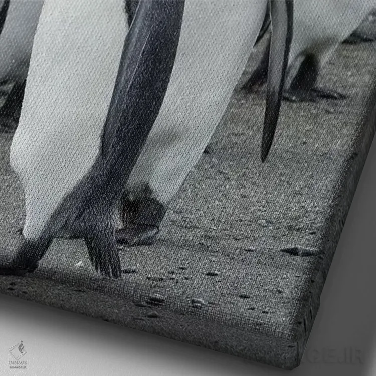 تابلو دکوراتیو کلونی پنگوئن شاهی در دشت سالزبری در خلیج جزایر. جزیره جورجی… اثر مارتین زویک - نمای نزدیک بافت بوم