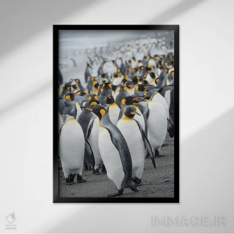 تابلو دکوراتیو کلونی پنگوئن شاهی در دشت سالزبری در خلیج جزایر. جزیره جورجی… اثر مارتین زویک - نمای قابدار مشکی