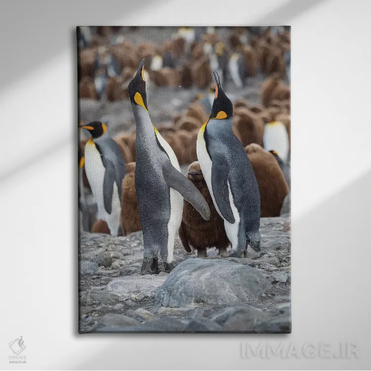 تابلو دکوراتیو کلونی پنگوئن شاهی در خلیج سنت اندروز. رفتار تغذیه. جزیره جو… اثر مارتین زویک - نمای روبهرو روی دیوار