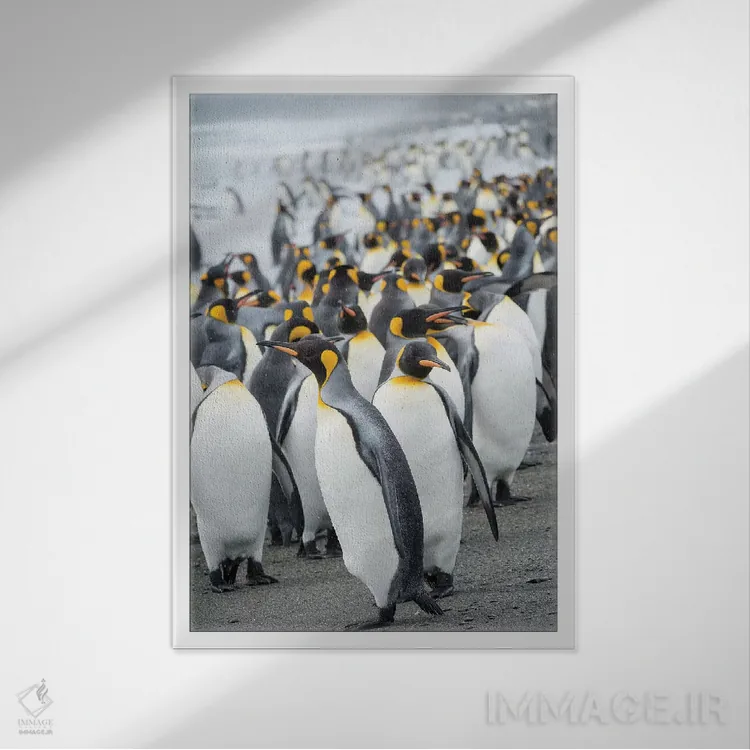 تابلو دکوراتیو کلونی پنگوئن شاهی در دشت سالزبری در خلیج جزایر. جزیره جورجی… اثر مارتین زویک - نمای قابدار سفید