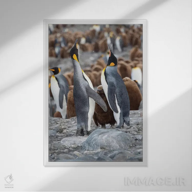 تابلو دکوراتیو کلونی پنگوئن شاهی در خلیج سنت اندروز. رفتار تغذیه. جزیره جو… اثر مارتین زویک - نمای قابدار سفید