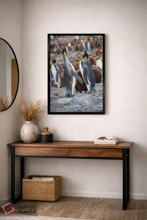تابلو دکوراتیو کلونی پنگوئن شاهی در خلیج سنت اندروز. رفتار تغذیه. جزیره جو… اثر مارتین زویک - D3B