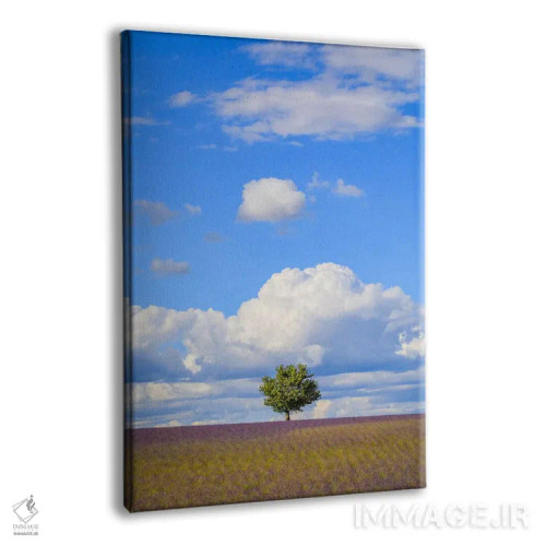 تابلو دکوراتیو Provence, France,درخت و ابرها، پروانس، فرانسه اثر جیم نیلسن - نمای پرسپکتیو محصول