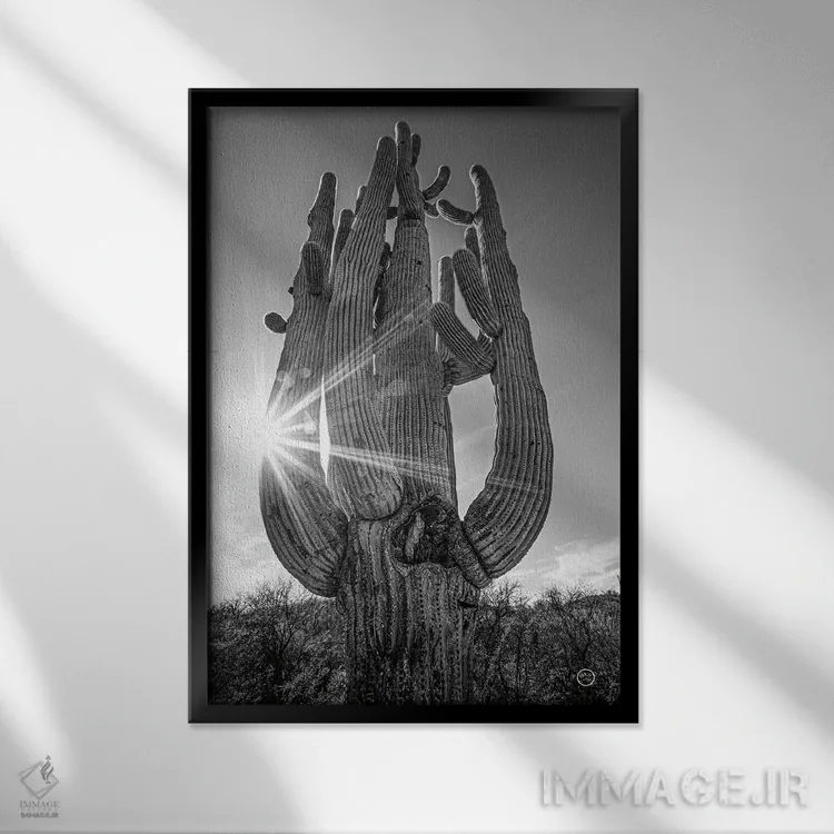 تابلو دکوراتیو غروب کاکتوس ساگوارو اثر نیتن لارسون - نمای قابدار مشکی