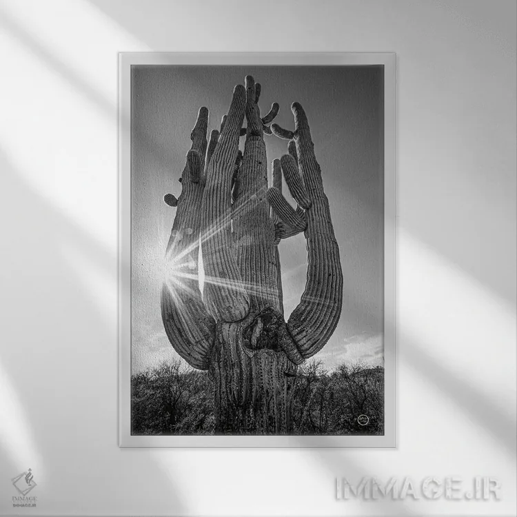 تابلو دکوراتیو غروب کاکتوس ساگوارو اثر نیتن لارسون - نمای قابدار سفید