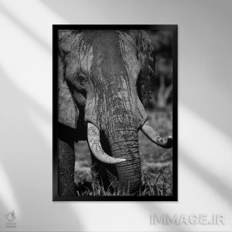 تابلو دکوراتیو عاج ها اثر پروژه شیرد کیاسا - نمای قابدار مشکی