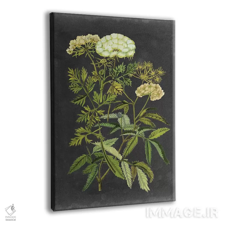 تابلو دکوراتیو گل های اکس لیبریس یک اثر نائومی مک کاویت - نمای پرسپکتیو محصول