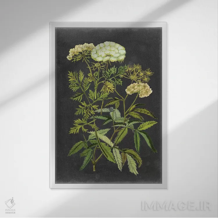 تابلو دکوراتیو گل های اکس لیبریس یک اثر نائومی مک کاویت - نمای قابدار سفید