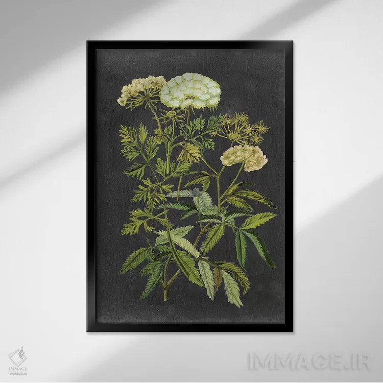 تابلو دکوراتیو گل های اکس لیبریس یک اثر نائومی مک کاویت - نمای قابدار مشکی