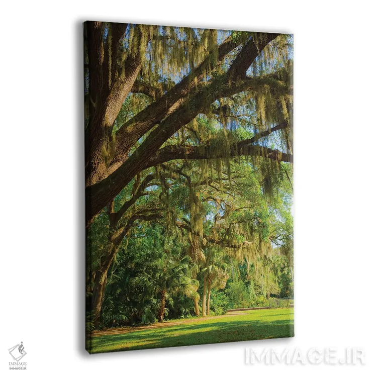 تابلو دکوراتیو Florida. Tropical garden with palm trees and living oak covere… اثر آنا میلر - نمای پرسپکتیو محصول
