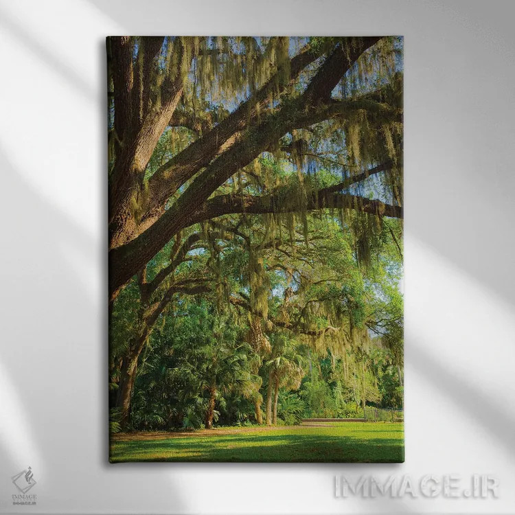 تابلو دکوراتیو Florida. Tropical garden with palm trees and living oak covere… اثر آنا میلر - نمای روبهرو روی دیوار