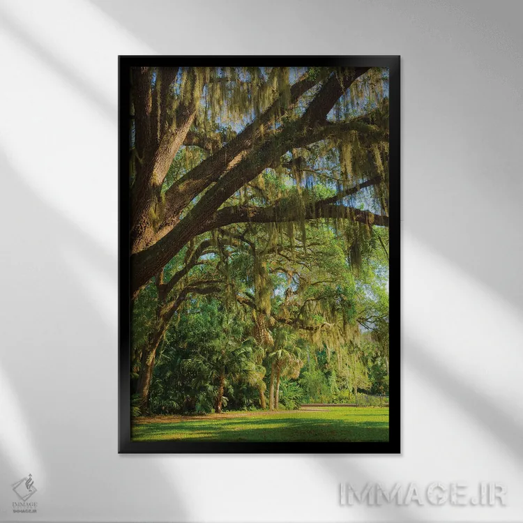 تابلو دکوراتیو Florida. Tropical garden with palm trees and living oak covere… اثر آنا میلر - نمای قابدار مشکی