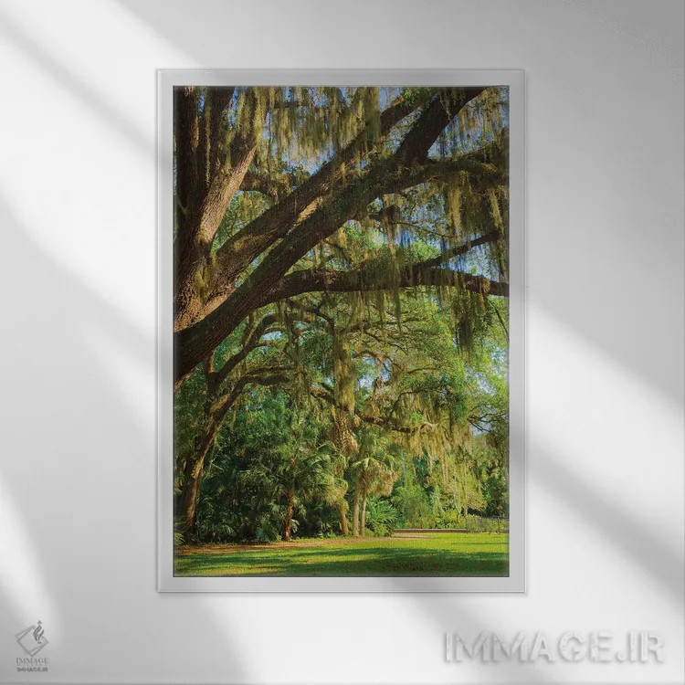 تابلو دکوراتیو Florida. Tropical garden with palm trees and living oak covere… اثر آنا میلر - نمای قابدار سفید