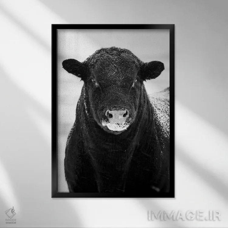 تابلو دکوراتیو پرتره گاو در برف اثر نیک ریو - نمای قابدار مشکی