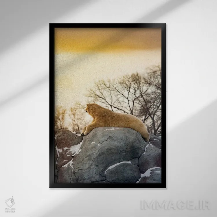 تابلو دکوراتیو خرس قطبی در حال آفتاب گرفتن روی صخره اثر نیک ریو - نمای قابدار مشکی