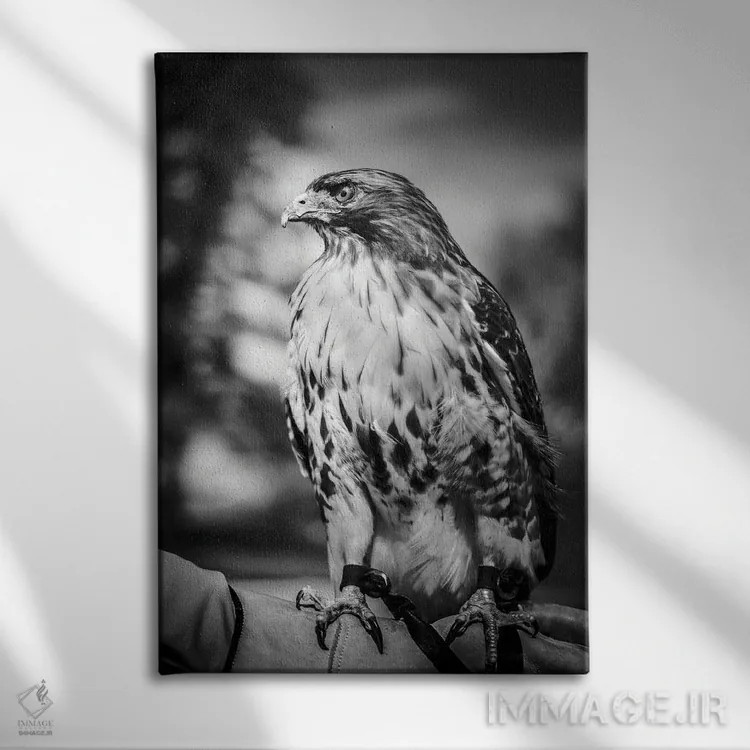 تابلو دکوراتیو پرتره شاهین شکارچی اثر نیک ریو - نمای روبهرو روی دیوار