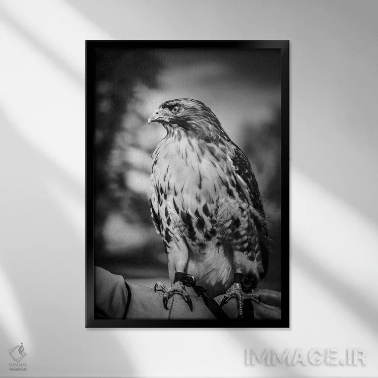 تابلو دکوراتیو پرتره شاهین شکارچی اثر نیک ریو - نمای قابدار مشکی