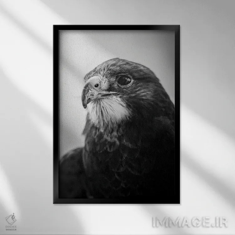 تابلو دکوراتیو پرتره شاهین اثر نیک ریو - نمای قابدار مشکی
