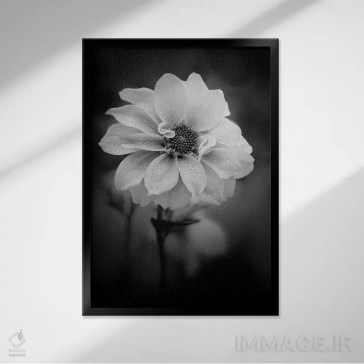 تابلو دکوراتیو شبنم روی گل سفید اثر نیک ریو - نمای قابدار مشکی