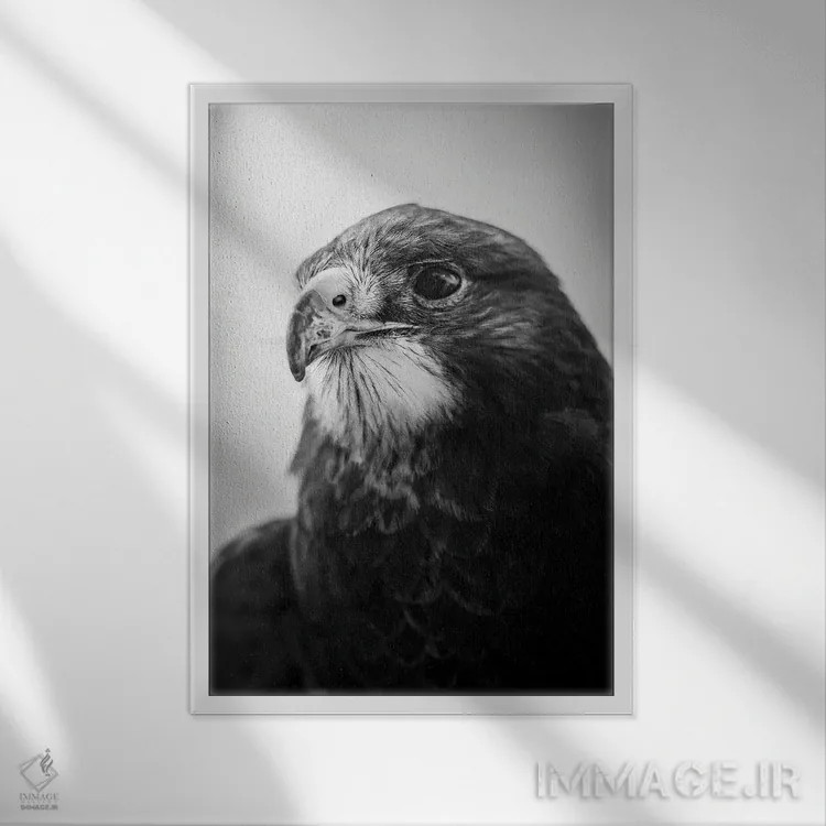 تابلو دکوراتیو پرتره شاهین اثر نیک ریو - نمای قابدار سفید