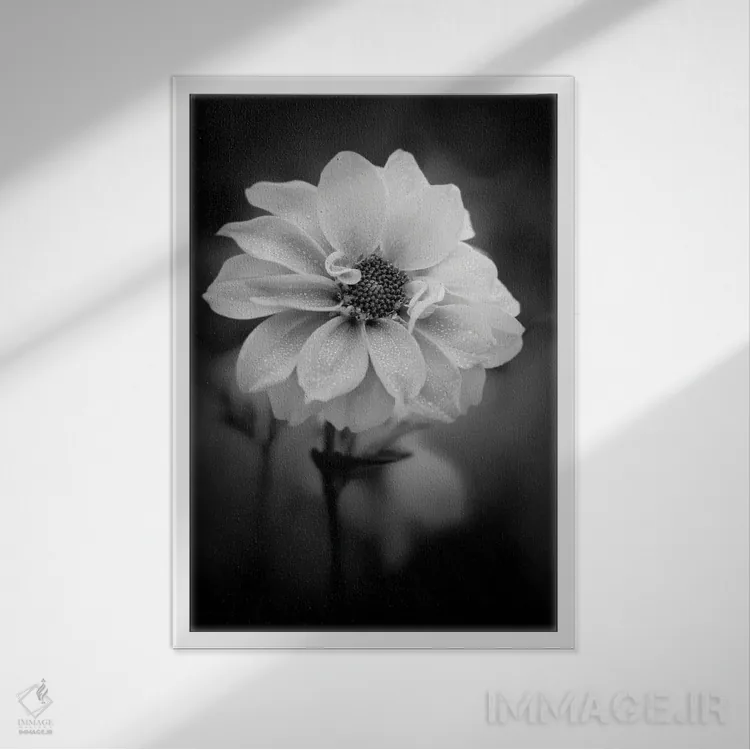 تابلو دکوراتیو شبنم روی گل سفید اثر نیک ریو - نمای قابدار سفید