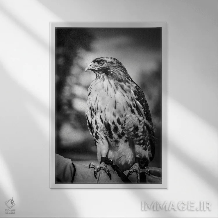 تابلو دکوراتیو پرتره شاهین شکارچی اثر نیک ریو - نمای قابدار سفید