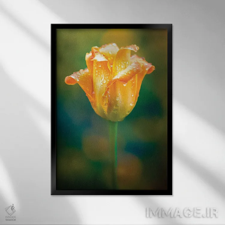 تابلو دکوراتیو قطرات آب روی گل لاله درخشان اثر نیک ریو - نمای قابدار مشکی