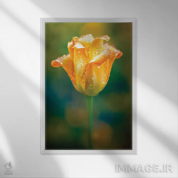 تابلو دکوراتیو قطرات آب روی گل لاله درخشان اثر نیک ریو - نمای قابدار سفید
