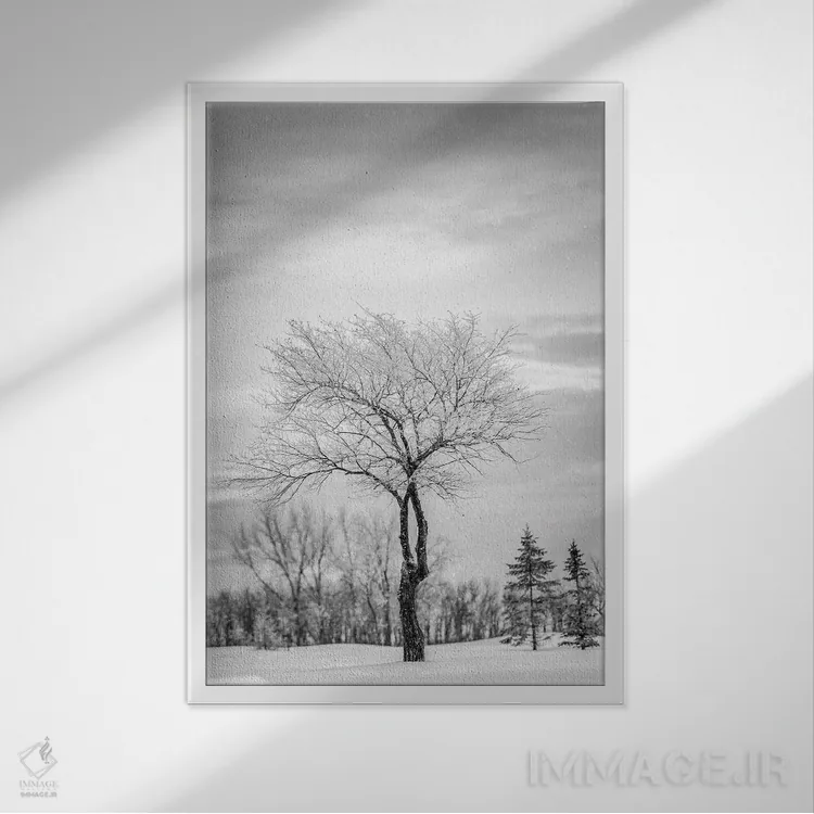 تابلو دکوراتیو درخت تنها پوشیده از برف اثر نیک ریو - نمای قابدار سفید