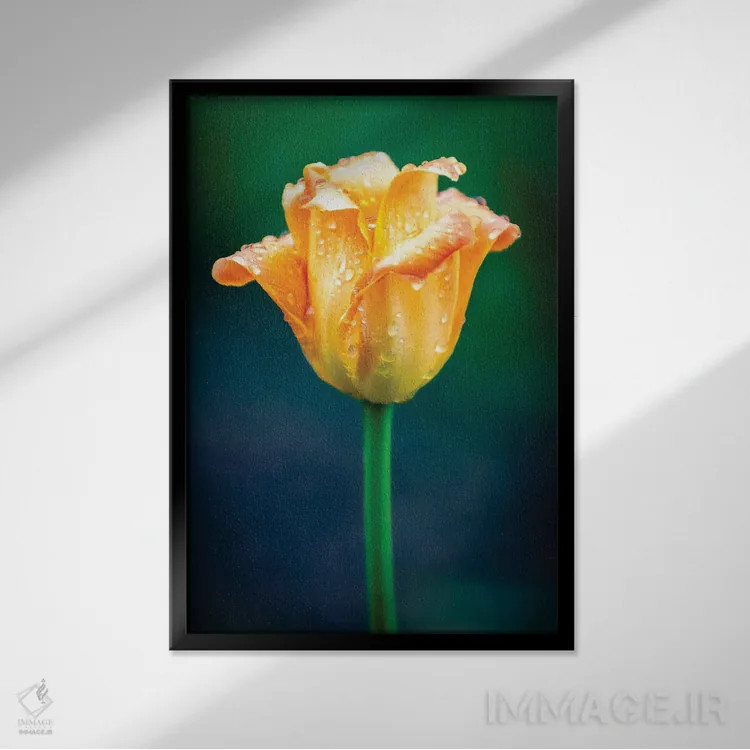 تابلو دکوراتیو قطرات آب روی گل لاله نارنجی اثر نیک ریو - نمای قابدار مشکی