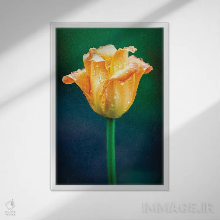 تابلو دکوراتیو قطرات آب روی گل لاله نارنجی اثر نیک ریو - نمای قابدار سفید