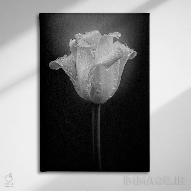 تابلو دکوراتیو قطرات آب روی گل لاله اثر نیک ریو - نمای روبهرو روی دیوار