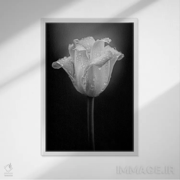 تابلو دکوراتیو قطرات آب روی گل لاله اثر نیک ریو - نمای قابدار سفید