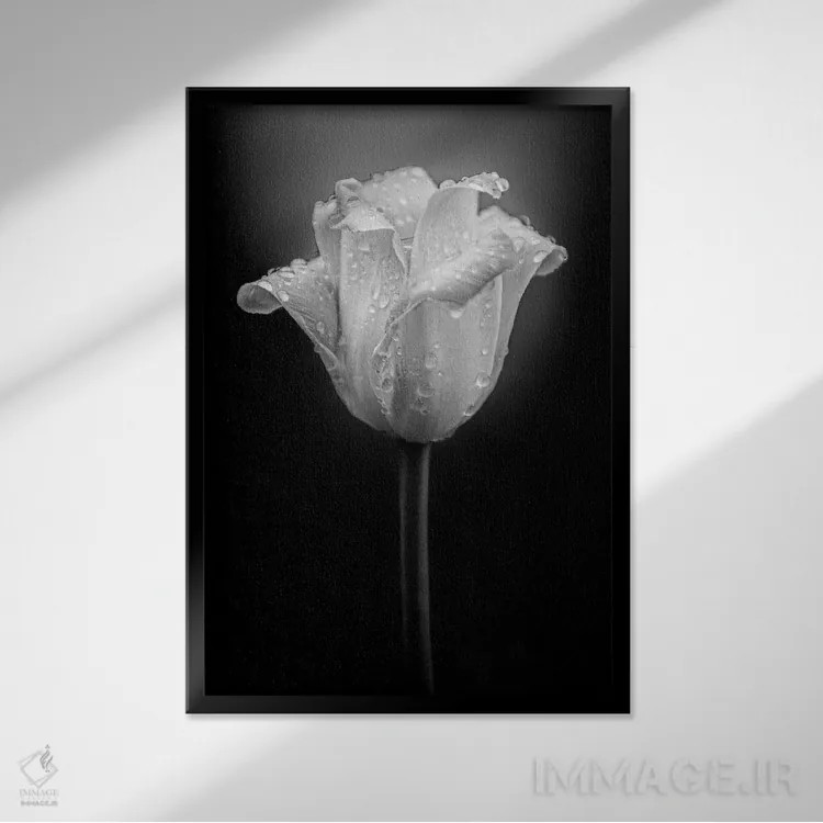 تابلو دکوراتیو قطرات آب روی گل لاله اثر نیک ریو - نمای قابدار مشکی