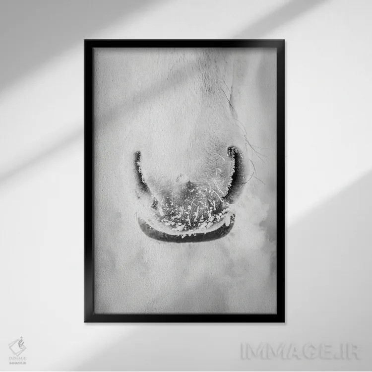 تابلو دکوراتیو پرتره مینیمال اسب سفید اثر نیک ریو - نمای قابدار مشکی