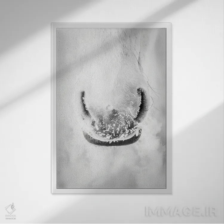 تابلو دکوراتیو پرتره مینیمال اسب سفید اثر نیک ریو - نمای قابدار سفید
