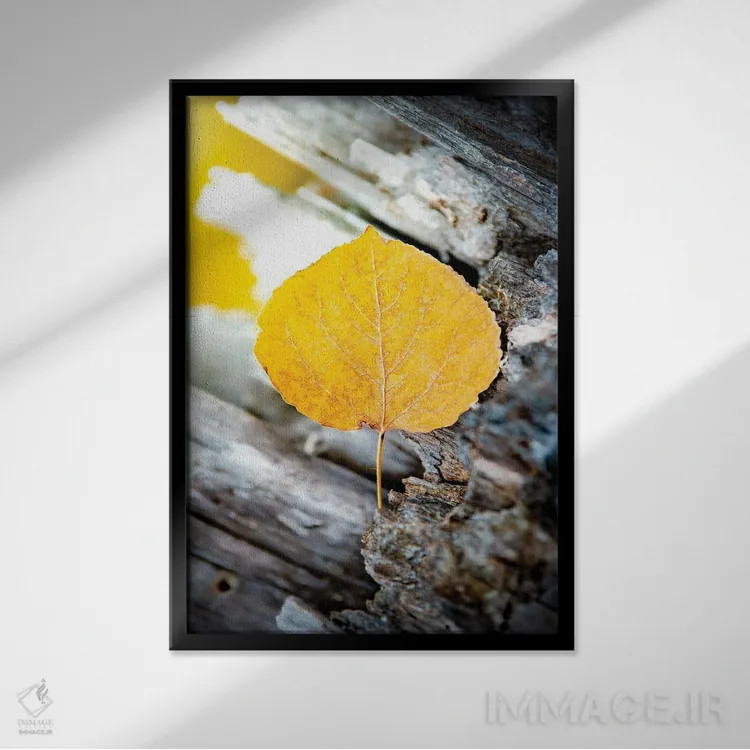 تابلو دکوراتیو تقسیم جاذبه، جادوی طبیعت اثر نیک ریو - نمای قابدار مشکی