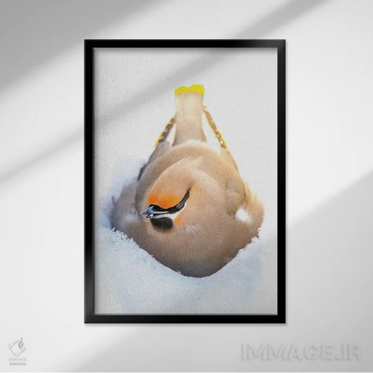 تابلو دکوراتیو آشیانه ساختن در برف: پرنده زیبا اثر نیک ریو - نمای قابدار مشکی